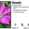 Pandy's Garden Center Clematis 'Fuchsia Flash'