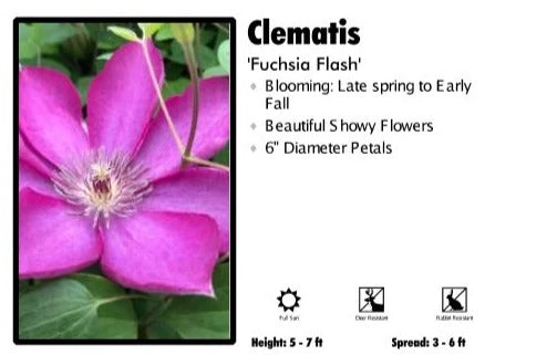 Pandy's Garden Center Clematis 'Fuchsia Flash' 3 Pandy's Garden Center Clematis 'Fuchsia Flash'