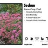 Pandy's Garden Center Sedum 'Carl' Stone Crop Perennials