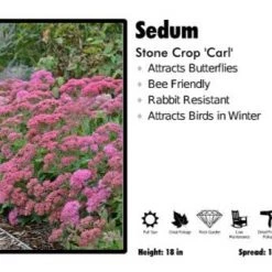 Pandy's Garden Center Sedum 'Carl' Stone Crop Perennials