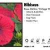 Pandy's Garden Center Hibiscus 'Red And Wine' Rose Mallow Perennials 2 Pandy's Garden Center Hibiscus 'Red And Wine' Rose Mallow Perennials