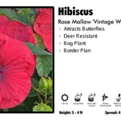 Pandy's Garden Center Hibiscus 'Red And Wine' Rose Mallow Perennials