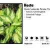 Pandy's Garden Center Hosta 'Lakeside Paisly Print' Plantain Lily