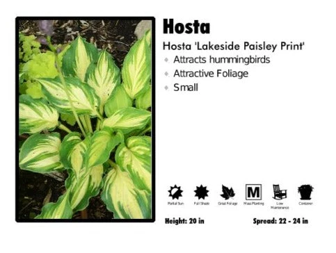 Pandy's Garden Center Hosta 'Lakeside Paisly Print' Plantain Lily 3 Pandy's Garden Center Hosta 'Lakeside Paisly Print' Plantain Lily