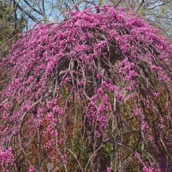 Pandy's Garden Center Redbud - Lavender Twist Weeping