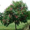 Pandy's Garden Center Buckeye Fort McNair Red Horse Chestnut Nursery
