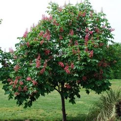 Pandy's Garden Center Buckeye Fort McNair Red Horse Chestnut Nursery