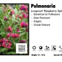 Pandy's Garden Center Pulmonaria 'Raspberry Splash' Lungwort