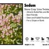 Pandy's Garden Center Sedum 'Lime Twister' Stone Crop Perennials