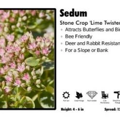Pandy's Garden Center Sedum 'Lime Twister' Stone Crop Perennials