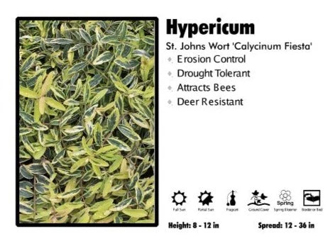Pandy's Garden Center Hypericum "Calycinum Fiesta' St. John's Wort Perennials 3 Pandy's Garden Center Hypericum "Calycinum Fiesta' St. John's Wort Perennials