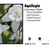 Pandy's Garden Center Aquilegia 'White' Columbine