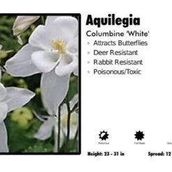 Pandy's Garden Center Aquilegia 'White' Columbine
