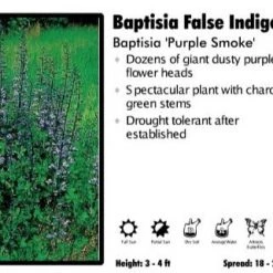 Pandy's Garden Center Baptisia 'Purple Smoke' False Indigo Perennials
