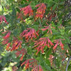 Pandy's Garden Center Nursery Lonicera Sempervirens Major Wheeler Honeysuckle
