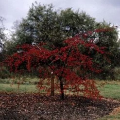 Pandy's Garden Center Crab Molten Lava Weeping White Nursery