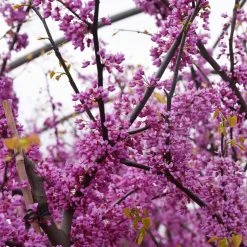 Pandy's Garden Center Redbud - Eastern Clump Form Nursery
