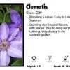 Pandy's Garden Center Clematis 'Eyers Gift' Perennials
