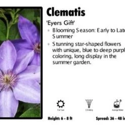Pandy's Garden Center Clematis 'Eyers Gift' Perennials