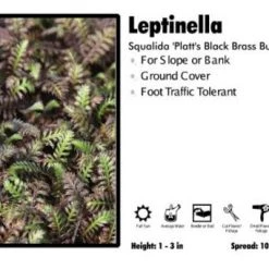 Pandy's Garden Center Perennials Leptinella 'Platts Black Brass Button' Squalida