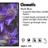 Pandy's Garden Center Clematis "MultiBlue' Perennials