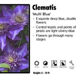 Pandy's Garden Center Clematis "MultiBlue' Perennials