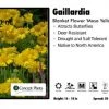 Pandy's Garden Center Perennials Gaillardia 'Mesa Yellow' Blanket Flower