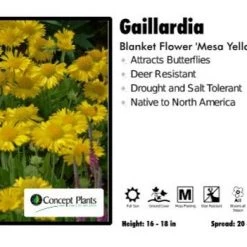 Pandy's Garden Center Perennials Gaillardia 'Mesa Yellow' Blanket Flower