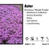 Pandy's Garden Center Perennials Aster 'Woods Purple' Dumosus 1 Pandy's Garden Center Perennials Aster 'Woods Purple' Dumosus