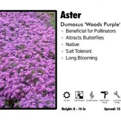 Pandy's Garden Center Perennials Aster 'Woods Purple' Dumosus