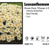 Pandy's Garden Center Leucanthemum 'Whoops A Daisy' Shasta Daisy