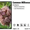 Pandy's Garden Center Asclepias 'Common Milkweed' Perennials
