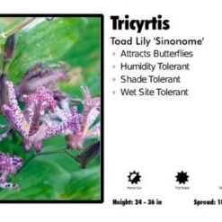Pandy's Garden Center Tricyrtis 'Sinonome' Toad Lily