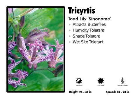 Pandy's Garden Center Tricyrtis 'Sinonome' Toad Lily 3 Pandy's Garden Center Tricyrtis 'Sinonome' Toad Lily