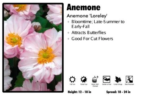 Pandy's Garden Center Perennials Anemone 'Loreley' 3 Pandy's Garden Center Perennials Anemone 'Loreley'