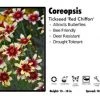 Pandy's Garden Center Coreopsis 'Red Chiffon' Tickseed 1 Pandy's Garden Center Coreopsis 'Red Chiffon' Tickseed
