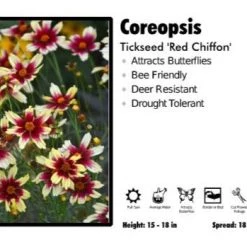 Pandy's Garden Center Coreopsis 'Red Chiffon' Tickseed