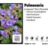 Pandy's Garden Center Pulmonaria 'Trevi Fountain' Lungwort 2 Pandy's Garden Center Pulmonaria 'Trevi Fountain' Lungwort