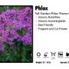 Pandy's Garden Center Perennials Phlox 'Flame Lilac' Tall Garden Phlox