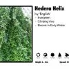 Pandy's Garden Center 3 For 21 Hedera Helix 'English' Ivy 2 Pandy's Garden Center 3 For 21 Hedera Helix 'English' Ivy