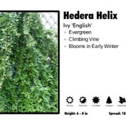 Pandy's Garden Center 3 For 21 Hedera Helix 'English' Ivy