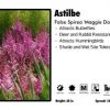 Pandy's Garden Center Perennials Astilbe 'Maggie Daley' False Spirea