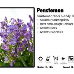 Pandy's Garden Center Perennials Penstemon "Rock Candy Blue' Penstemon