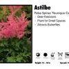 Pandy's Garden Center Perennials Astilbe 'Yonique Cerise' False Spirea