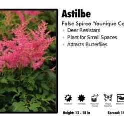 Pandy's Garden Center Perennials Astilbe 'Yonique Cerise' False Spirea