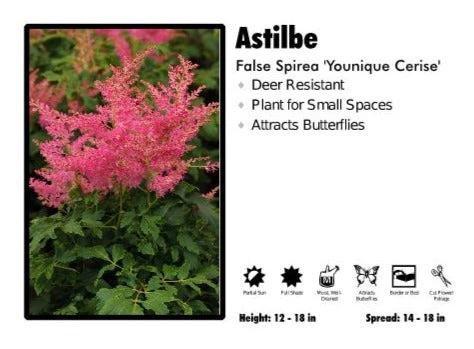 Pandy's Garden Center Perennials Astilbe 'Yonique Cerise' False Spirea 3 Pandy's Garden Center Perennials Astilbe 'Yonique Cerise' False Spirea
