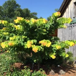 Walker Nursery Redbud - Rising Sun