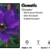 Pandy's Garden Center Perennials Clematis 'Climador'