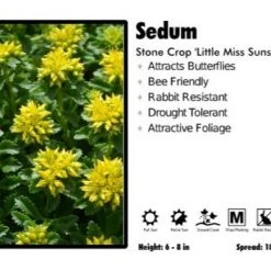 Pandy's Garden Center Sedum 'Little Miss Sunshine' Stonecrop Perennials