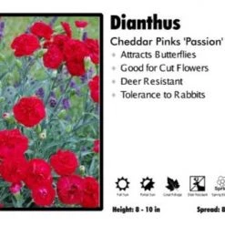 Pandy's Garden Center Perennials Dianthus 'Passion' Cheddar Pinks